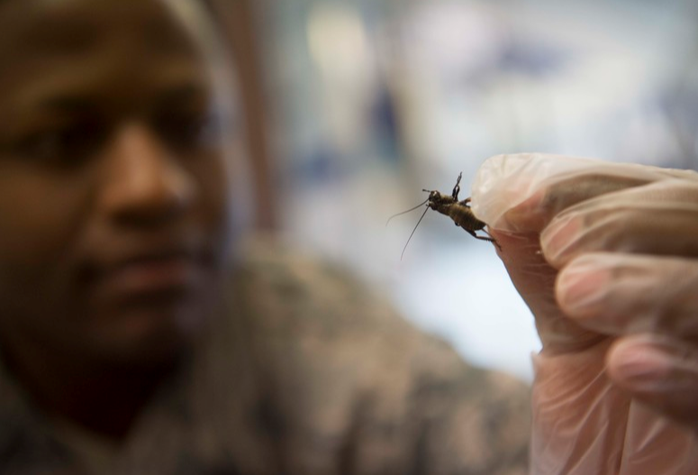 a person holding a dead cockroach