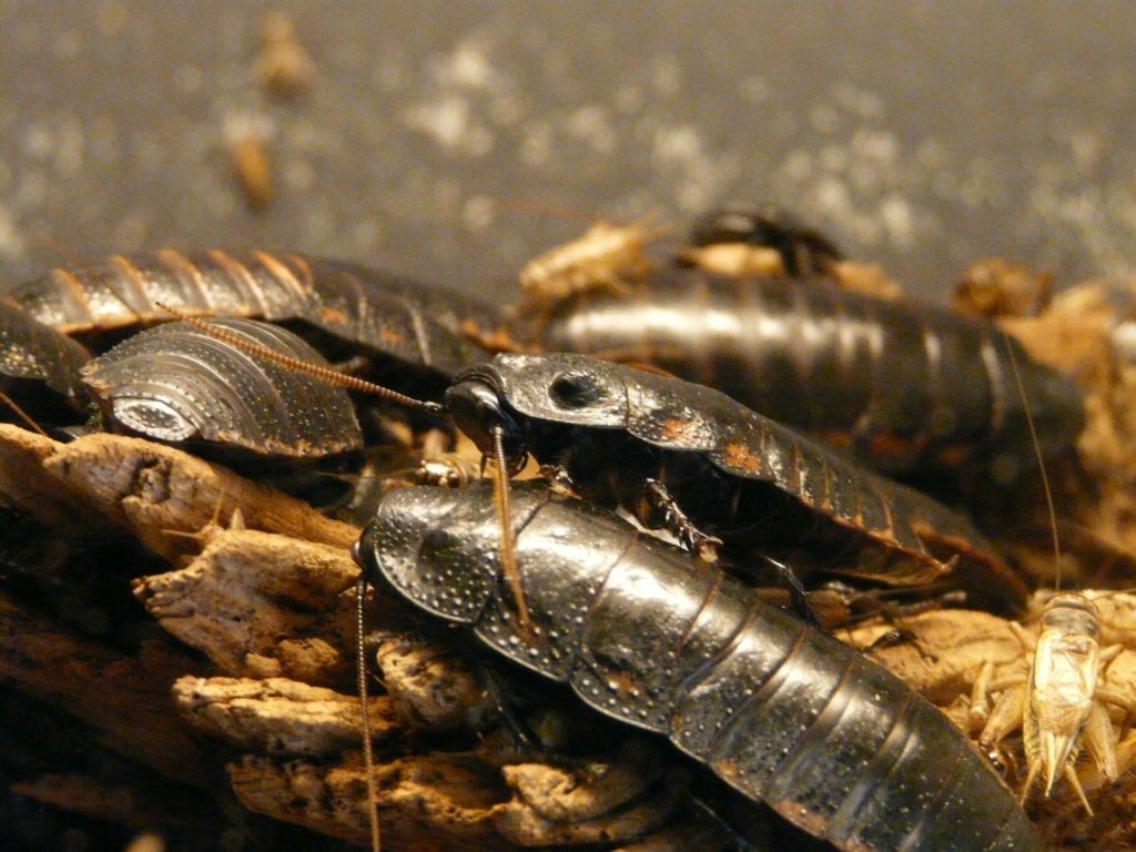 cockroaches