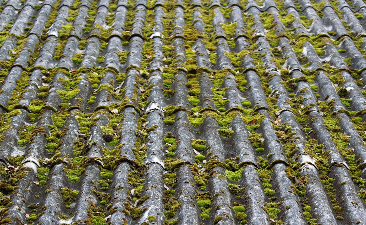 algae 